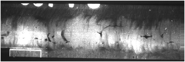 Corrosion, protection and durability of materials division